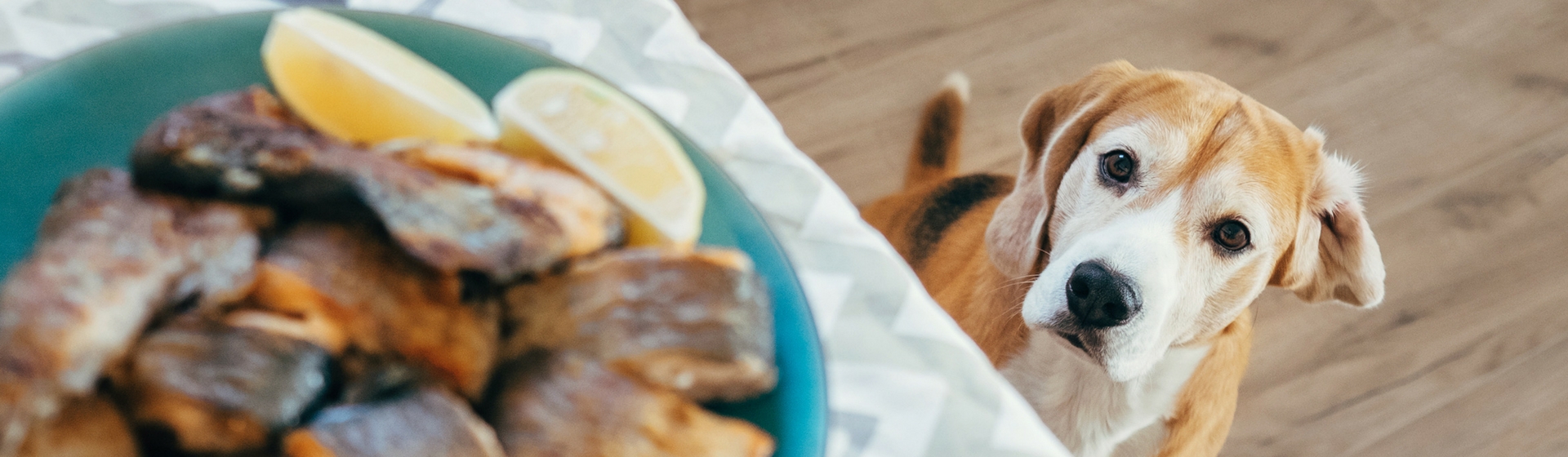 Por qué no debes alimentar a tu mascota con sobras de comida (Istock)