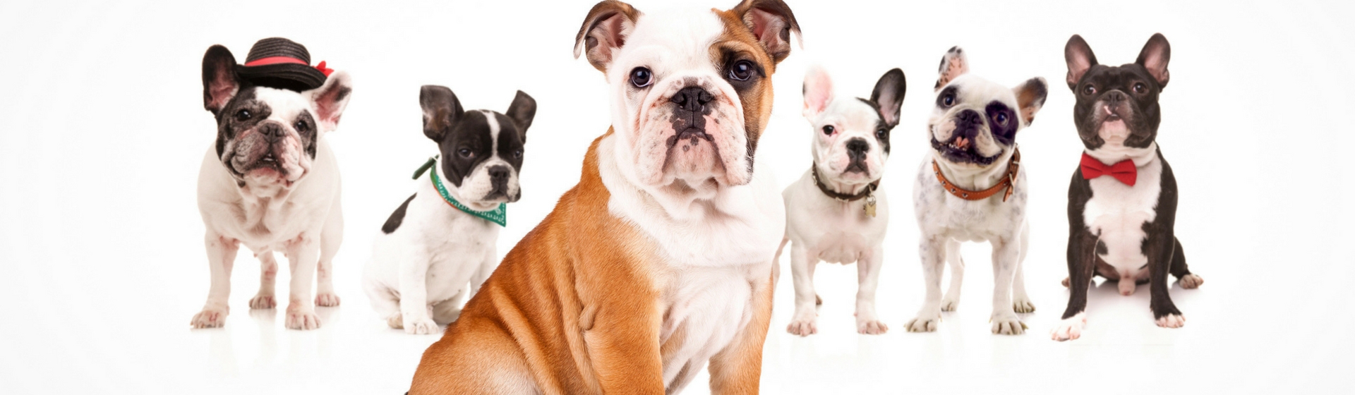 Así son las diferencias entre el bulldog francés, americano e inglés (Istock)