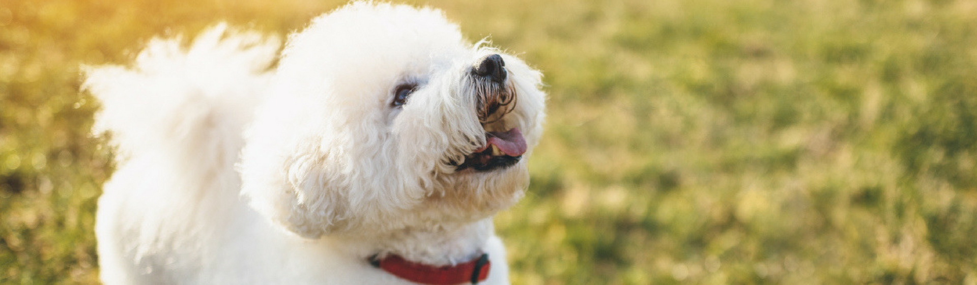 Descubre qué es el Síndrome del perro pequeño (Istock)