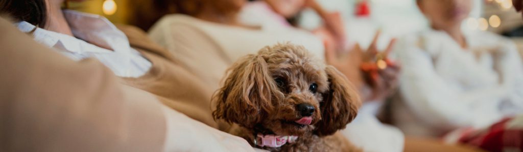 7 series que deberías ver con tu mascota (Istock)