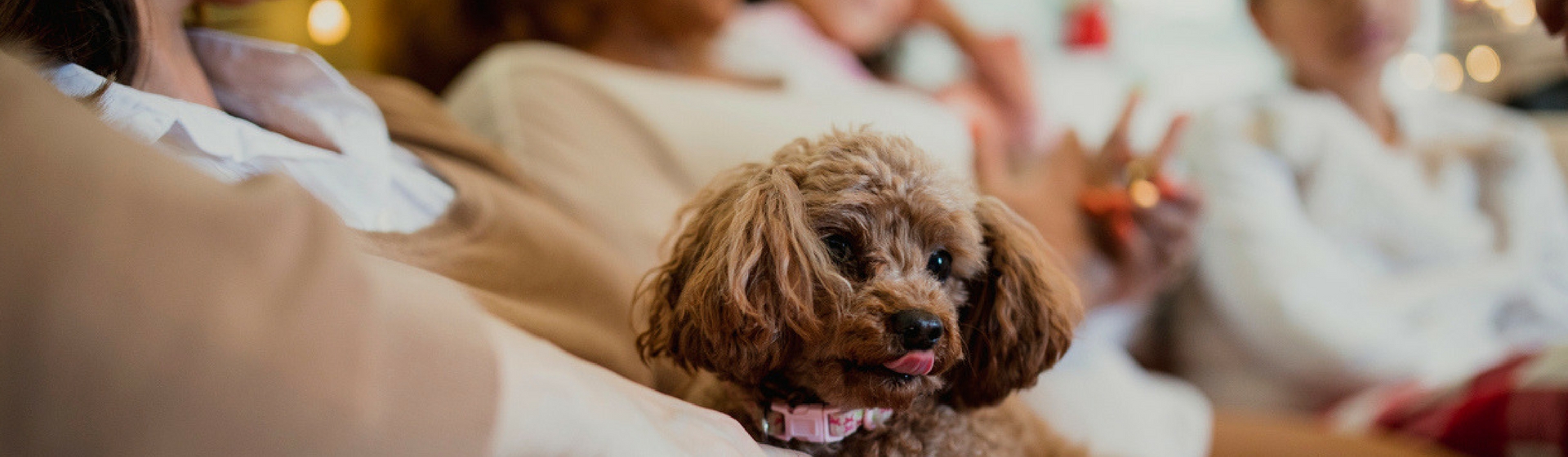 7 series que deberías ver con tu mascota (Istock)