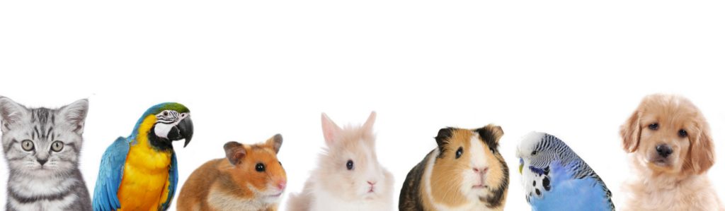 Animales que no son compatibles para tener juntos en casa (Istock)