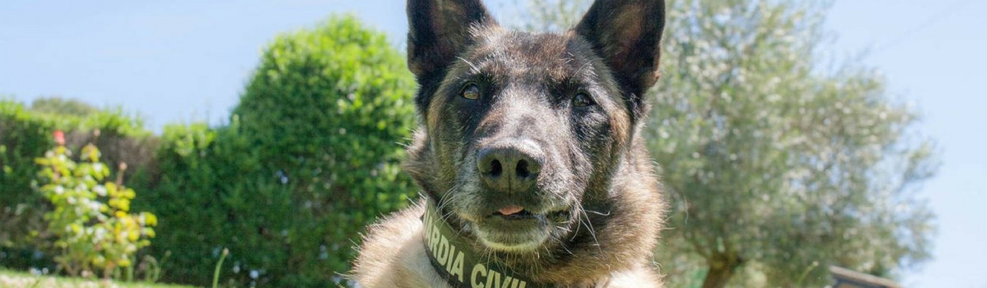 Conoce a Elton, el perro que buscó a Diana Quer y Gabriel (Foto: Twitter Guardia Civil)