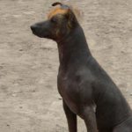 Perro sin pelo del Perú (Istock)