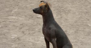 Perro sin pelo del Perú (Istock)