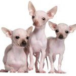 Chihuahua sin pelo (Istock)