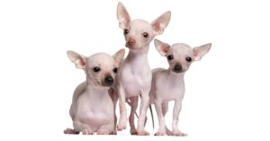 Chihuahua sin pelo (Istock)
