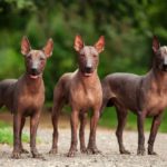 Xoloitzcuintle o perro sin pelo mexicano (Istock)