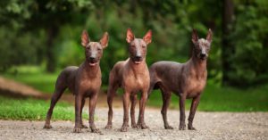 Xoloitzcuintle o perro sin pelo mexicano (Istock)