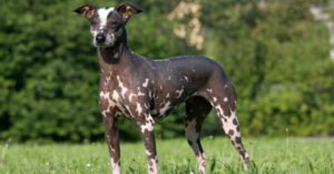 Terrier americano (Istock)