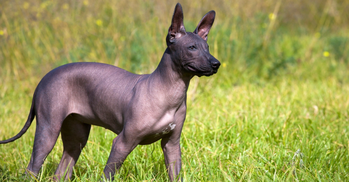 Las 5 razas de perro que no tienen nada de pelo (Istock)