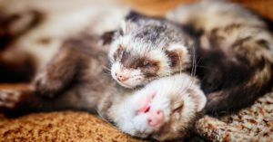 7 alimentos que no puedes dar a tu hurón (Istock)