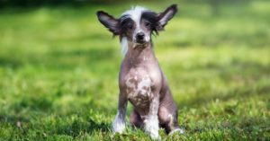 Crestado chino (Istock)