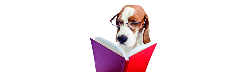 Hay más animales inteligentes de lo que creías (iStock)