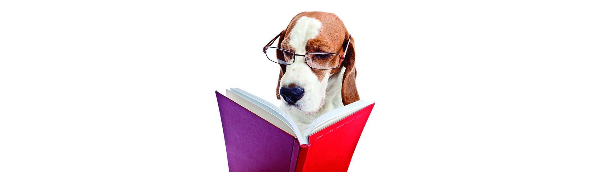 Hay más animales inteligentes de lo que creías (iStock)