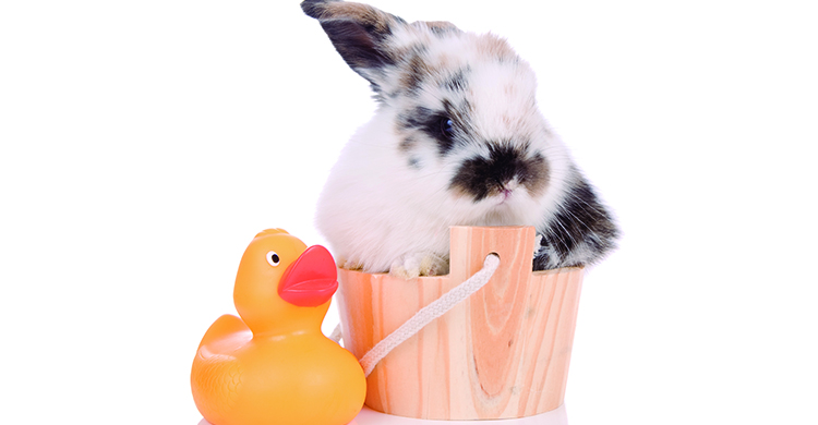 Hay que cuidarlos mucho en sus baños (iStockI)