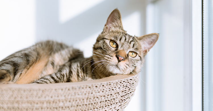 Hay que ponerles límites (Unsplash)