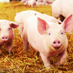 La inteligencia de los cerdos podría compararse con la de un niño de 3 años (iStock)