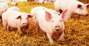 La inteligencia de los cerdos podría compararse con la de un niño de 3 años (iStock)