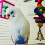 Las escaleras de madera son muy resistentes (iStock)