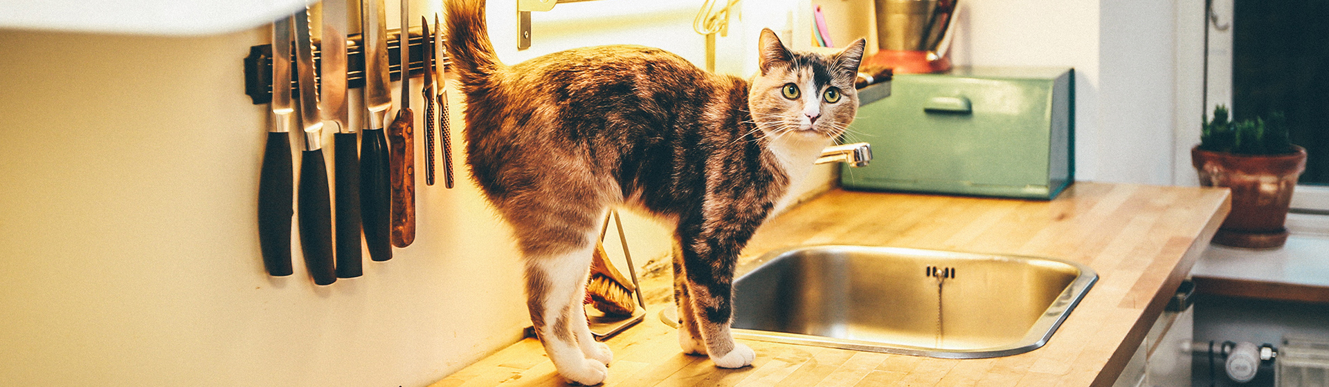 Lo primero es crear un vínculo (Unsplash)