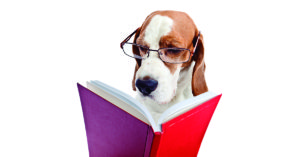 Los animales pueden ser muy inteligentes (iStock)