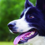 Los border collie son una de las razas de perros más inteligentes (iStock)