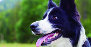 Los border collie son una de las razas de perros más inteligentes (iStock)
