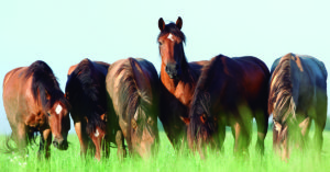 Los caballos son unos animales extraordinarios (iStock)