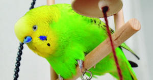 Los columpios les gustan mucho a los loros pequeños (iStock)