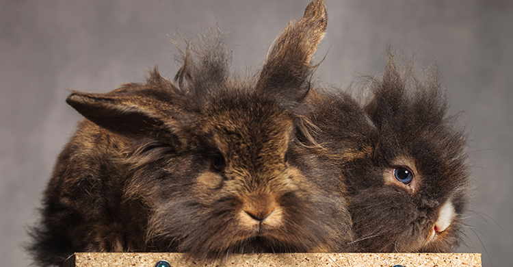 Los conejos cabeza de león son muy buenas mascotas (iStock)
