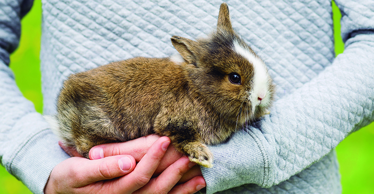 Los conejos son animales muy delicados (iStock)