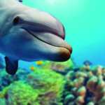Los delfines son de los animales acuáticos más inteligentes (iStock)