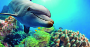 Los delfines son de los animales acuáticos más inteligentes (iStock)