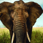 Los elefantes son animales muy sensibles (iStock)