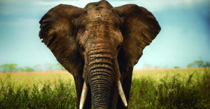 Los elefantes son animales muy sensibles (iStock)