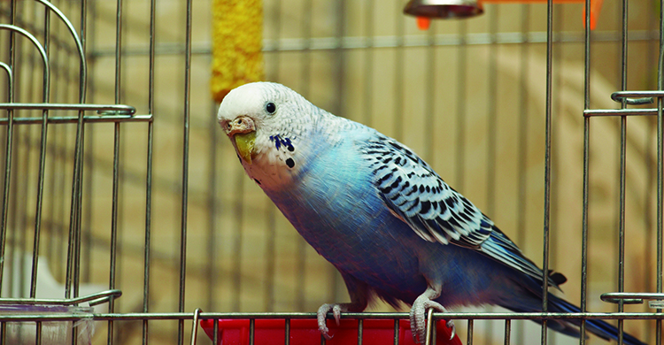 Los loros necesitan hacer ejercicio (iStock)