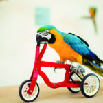 Los loros son animales muy juguetones (iStock)