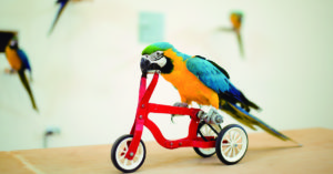 Los loros son animales muy juguetones (iStock)