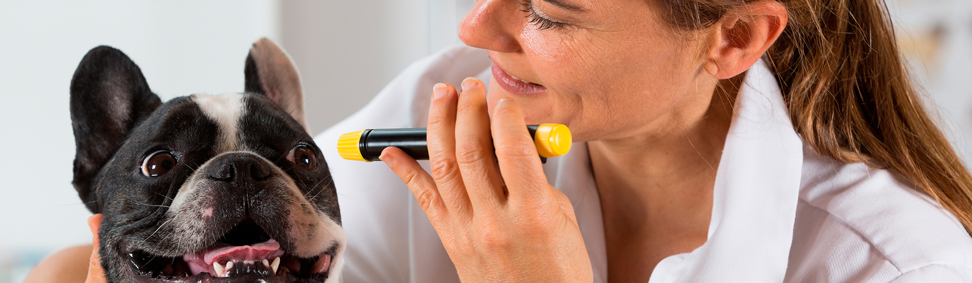 Los perros son uno de los animales con tercer párpado (iStock)