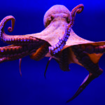 Los pulpos tienen muchas habilidades (iStock)