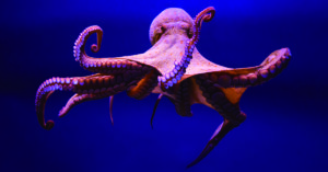 Los pulpos tienen muchas habilidades (iStock)