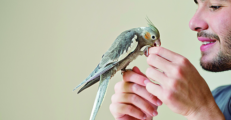 Tienes que ganarte la confianza de tu loro (iStock)