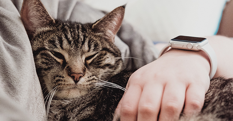 Tratar al gato como perro no es buena idea (Unsplash)