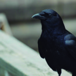 Un ave especialmente lista (iStock)