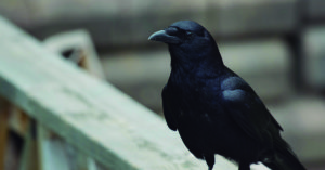 Un ave especialmente lista (iStock)