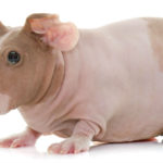 Cobaya skinny (Foto: iStock)