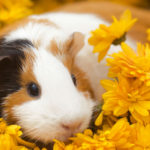 Cobaya americana (Foto: iStock)