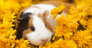 Cobaya americana (Foto: iStock)