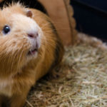 Cobaya crestada (Foto: iStock)